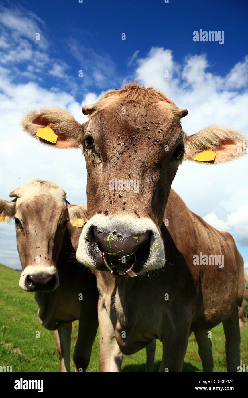 alps alp cow Stock Photo