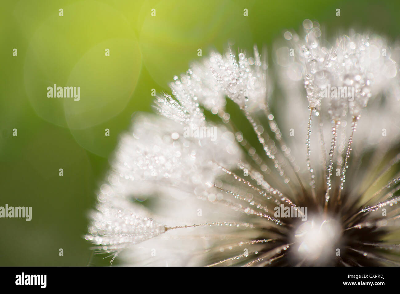 Wet flower with dew drops closeup Stock Photo