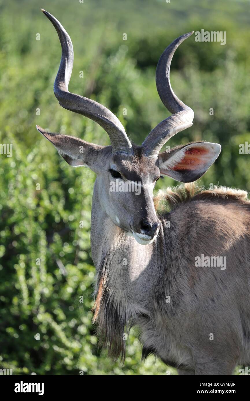 Coy Kudu Stock Photo