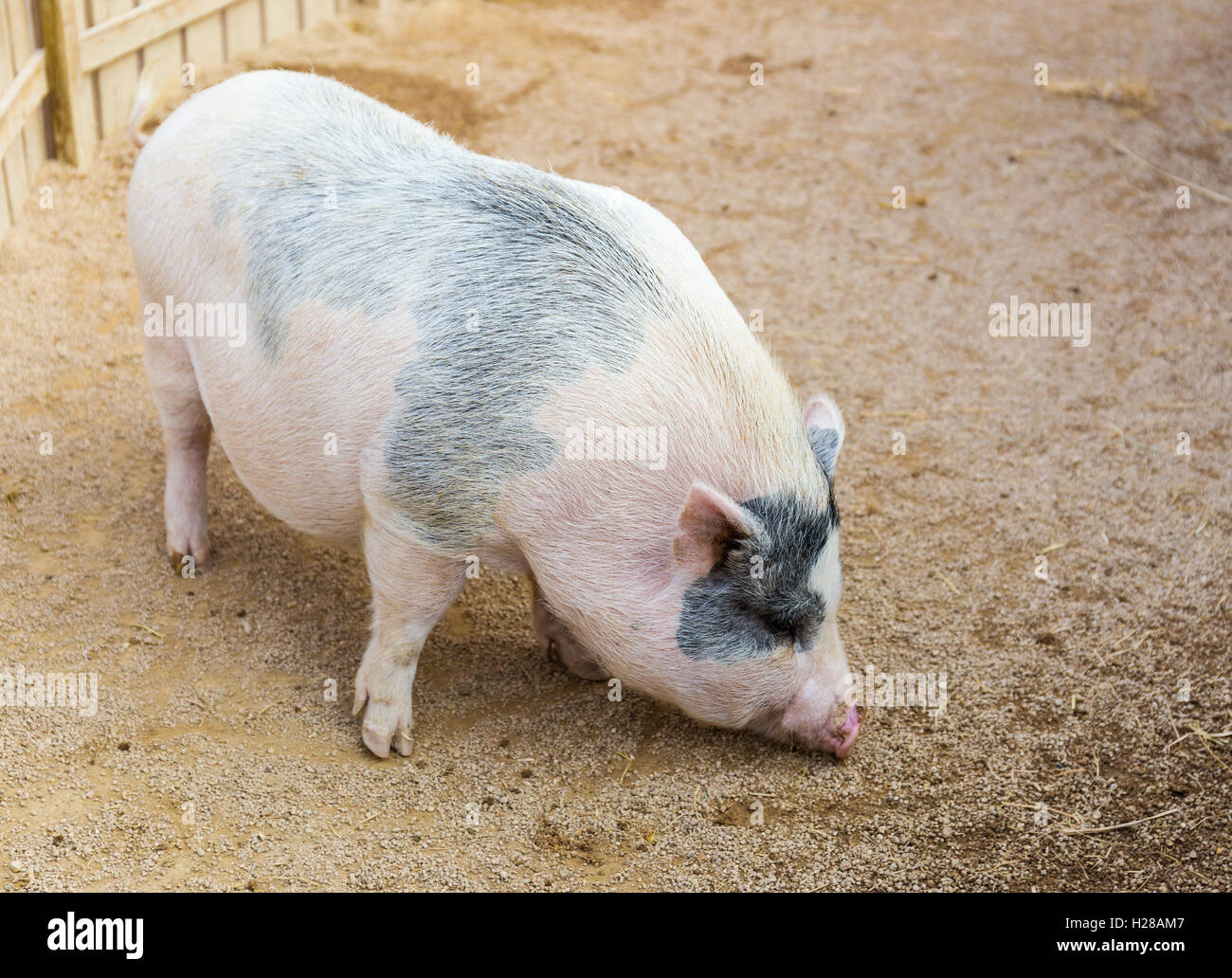 Fat pig Stock Photo