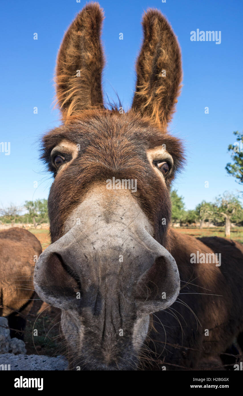 Donkey Stock Photo