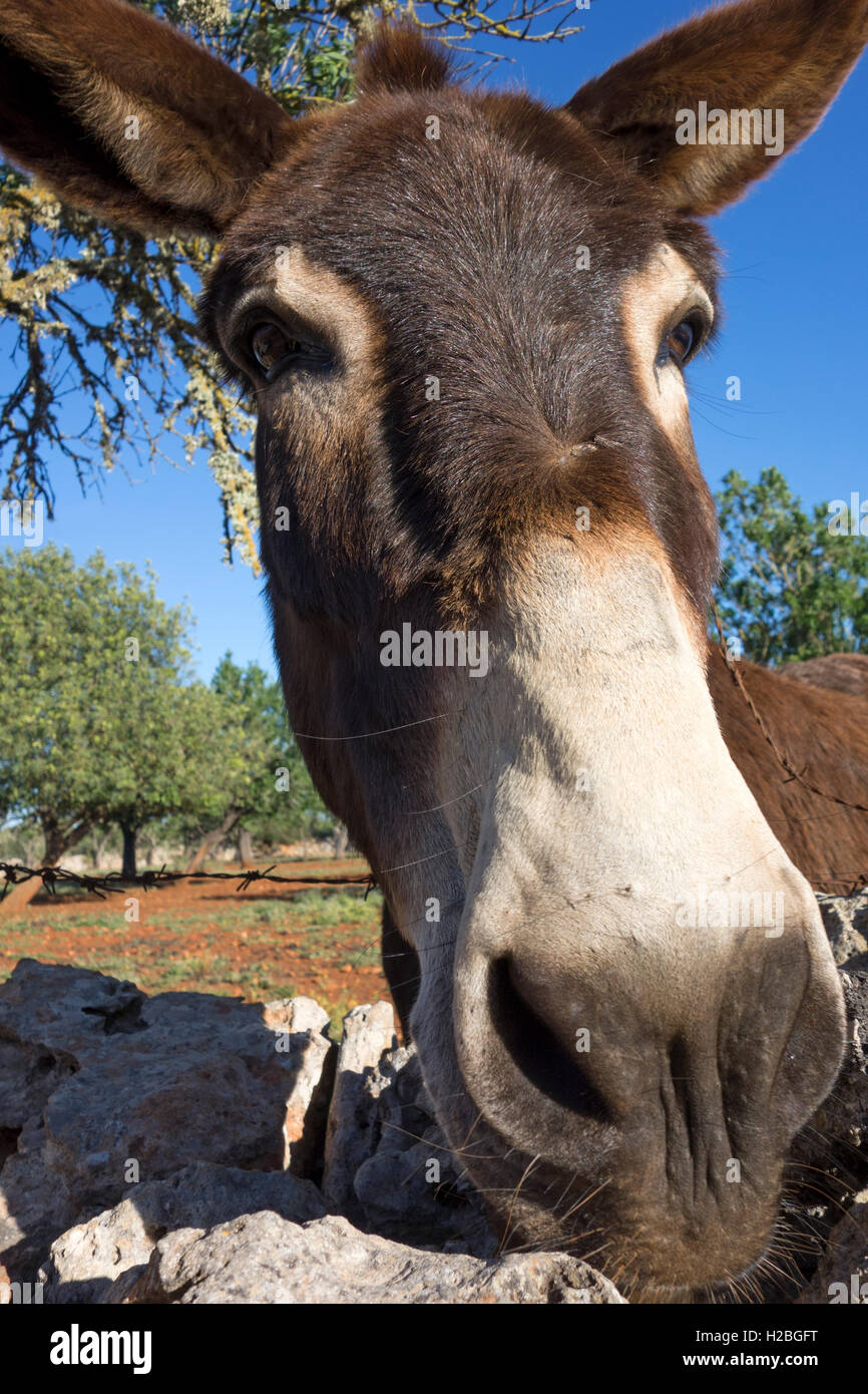 Donkey Stock Photo