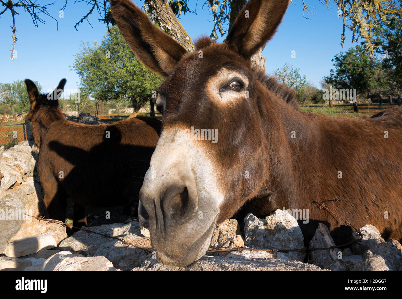 Donkey Stock Photo