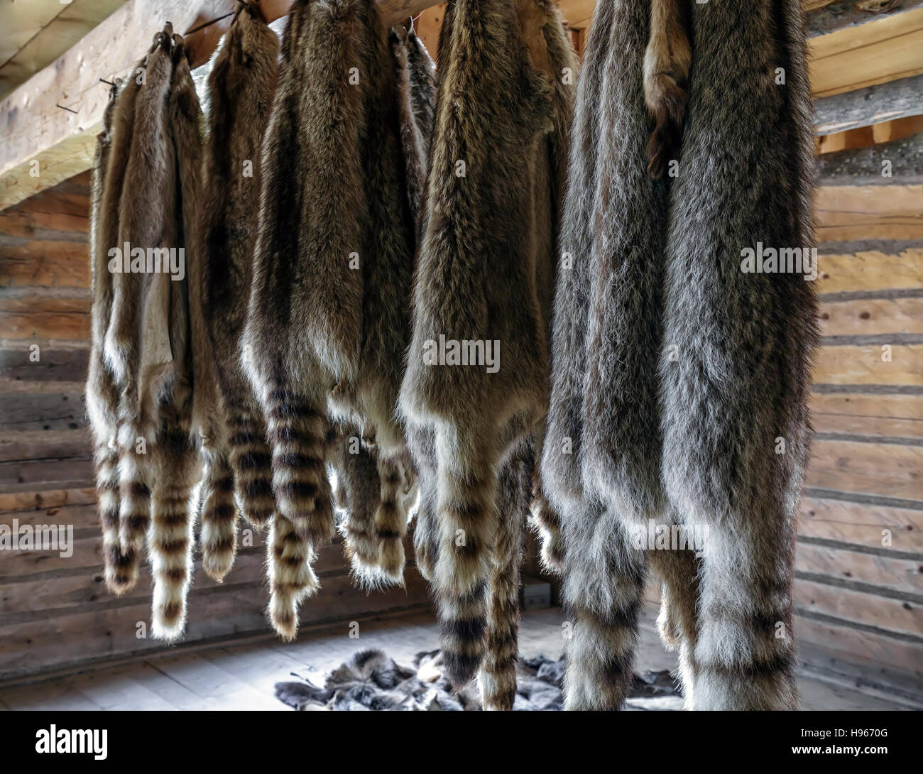 Raccoon fur pelts hanging. Stock Photo