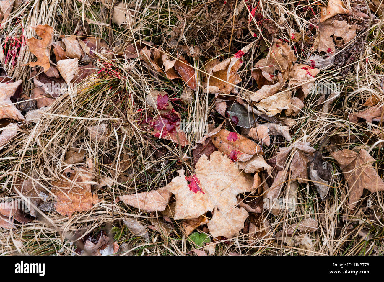 White-tailed deer blood trail Stock Photo