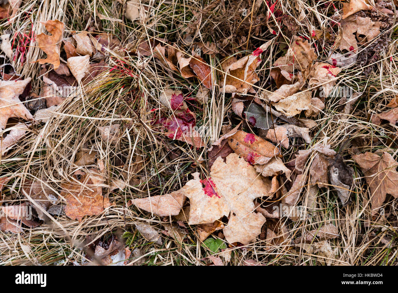 White-tailed deer blood trail Stock Photo