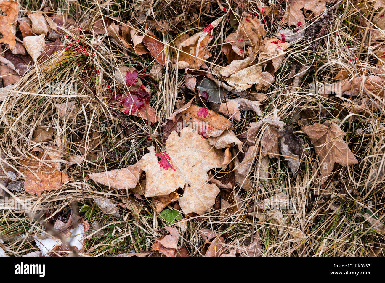 White-tailed deer blood trail Stock Photo