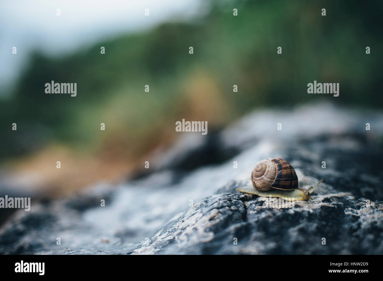 Close up of snail on rock Stock Photo