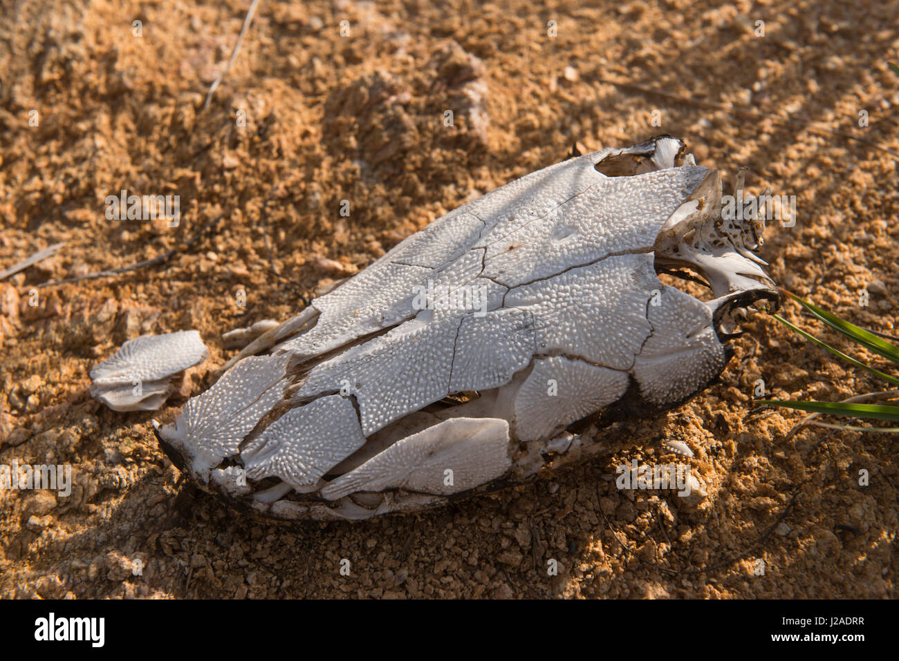 Catfish skull, Zimbabwe Stock Photo