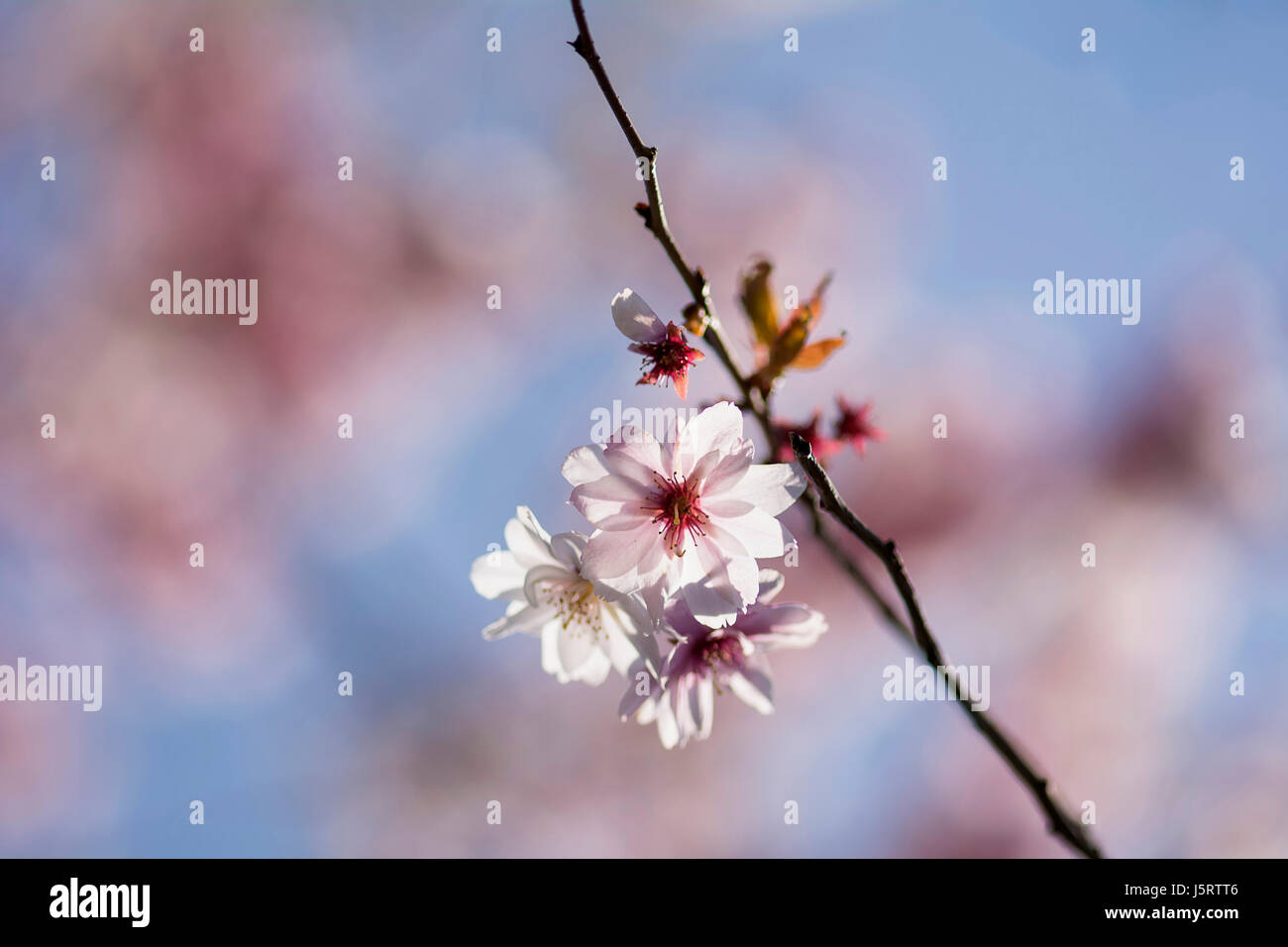 Cherry, Rosebud cherry 'Autumnalis', Prunus x subhirtella 'Autmnalis', Winter Cherry pink blossoms growing outdoor. Stock Photo