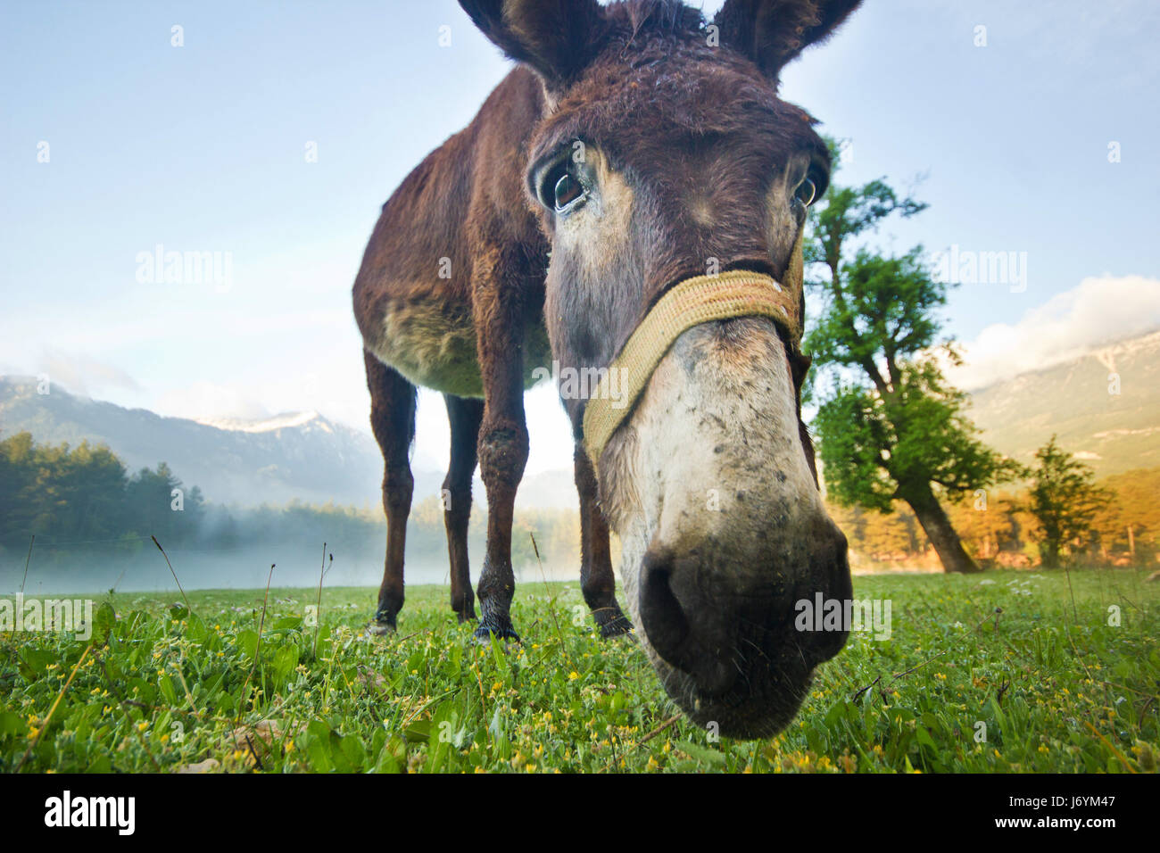 funny donkey nose closeup Stock Photo