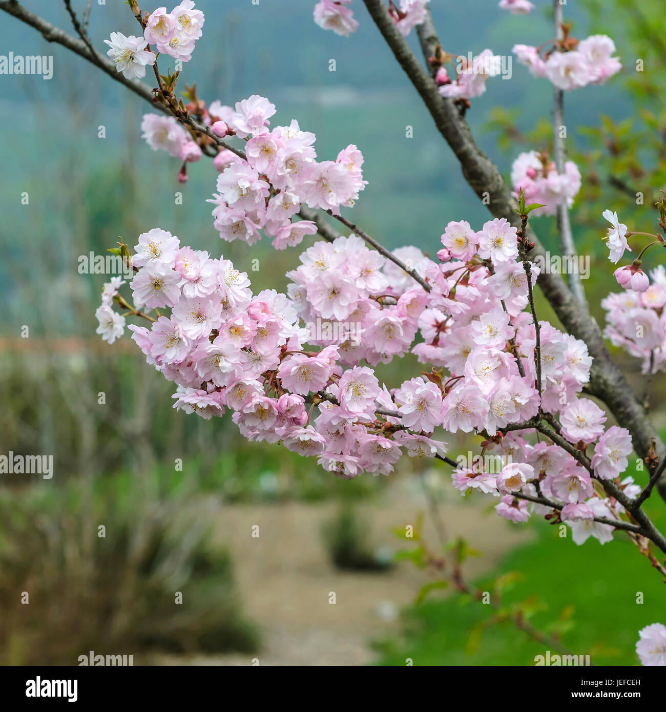 To winter cherry, Prunus subhirtella Autumnalis , Winterkirsche (Prunus × subhirtella 'Autumnalis') Stock Photo