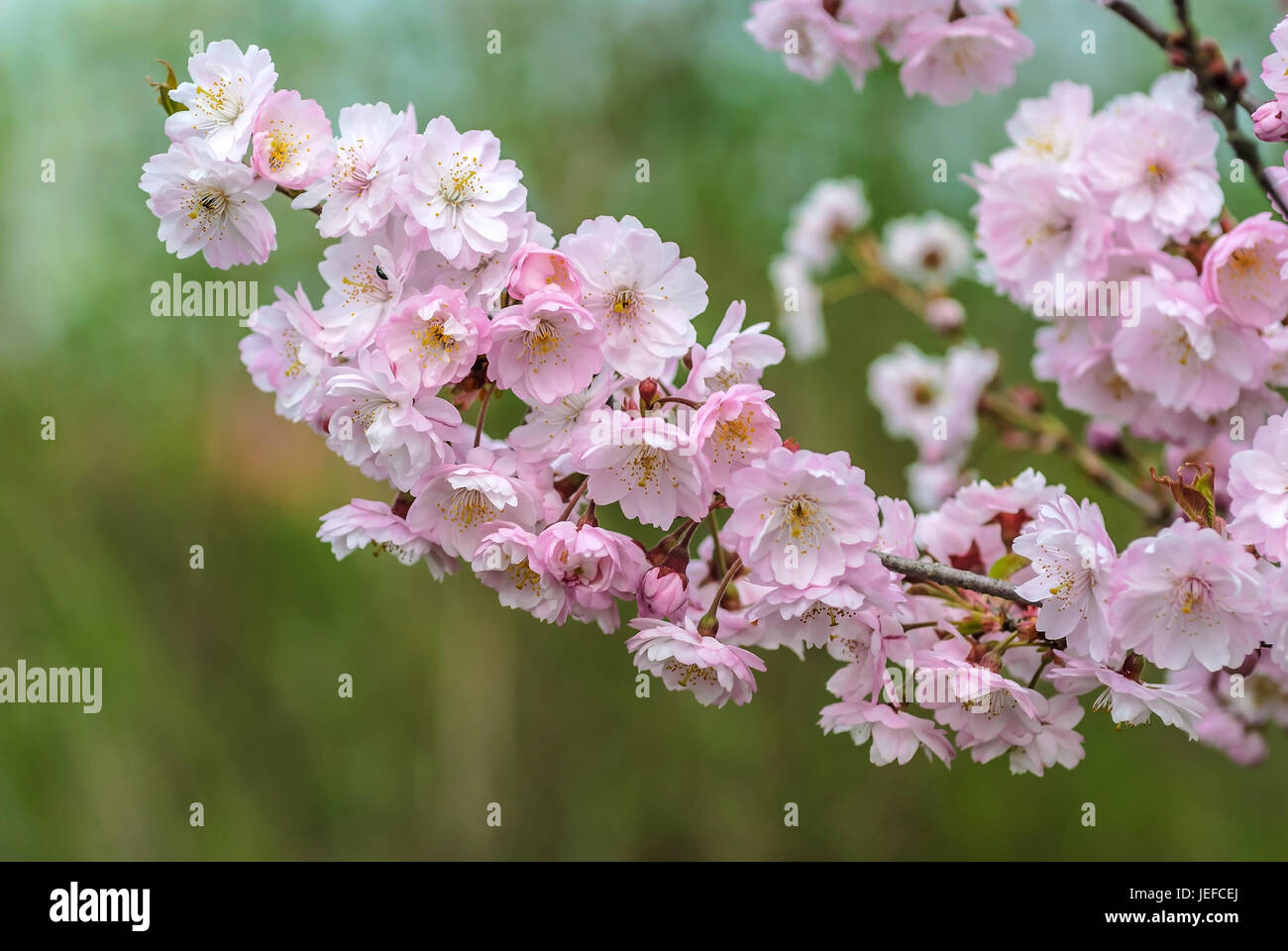 To winter cherry, Prunus subhirtella Autumnalis , Winterkirsche (Prunus × subhirtella 'Autumnalis') Stock Photo