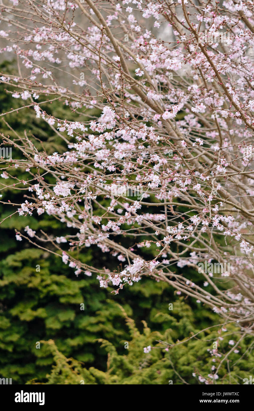 Autumn cherry (Prunus subhirtella 'Autumnalis Rosea') Stock Photo