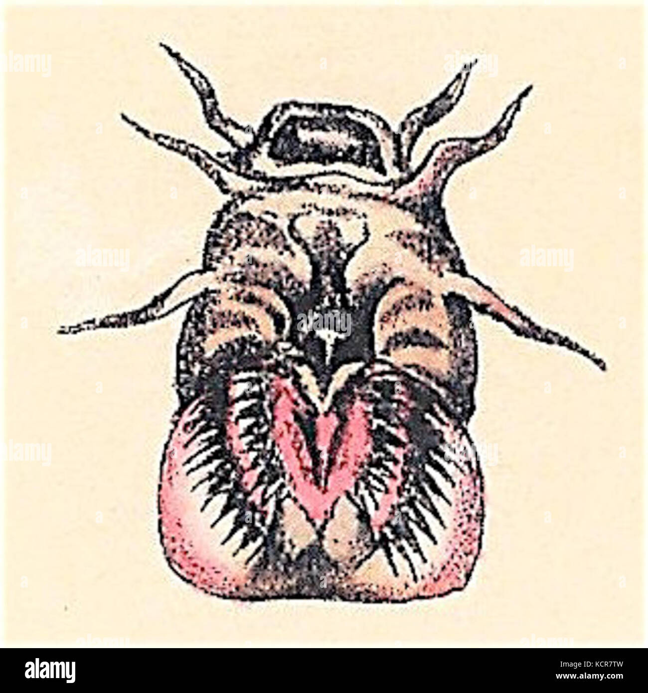 Eptatretus cirrhatus mouth Stock Photo