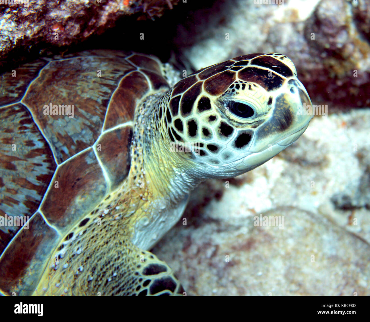 Sea Turtle Portrait Stock Photo