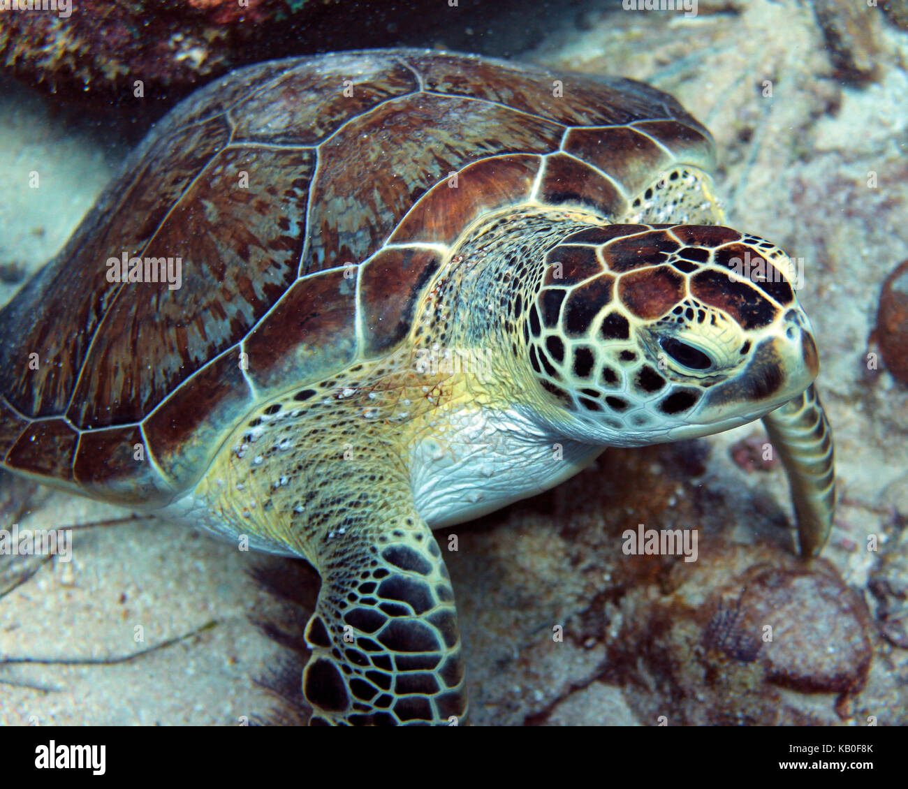 Sea Turtle in Key Largo Stock Photo