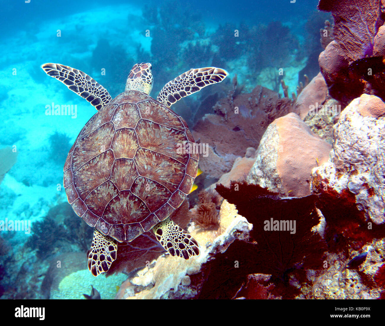 Sea Turtle on Reef Stock Photo