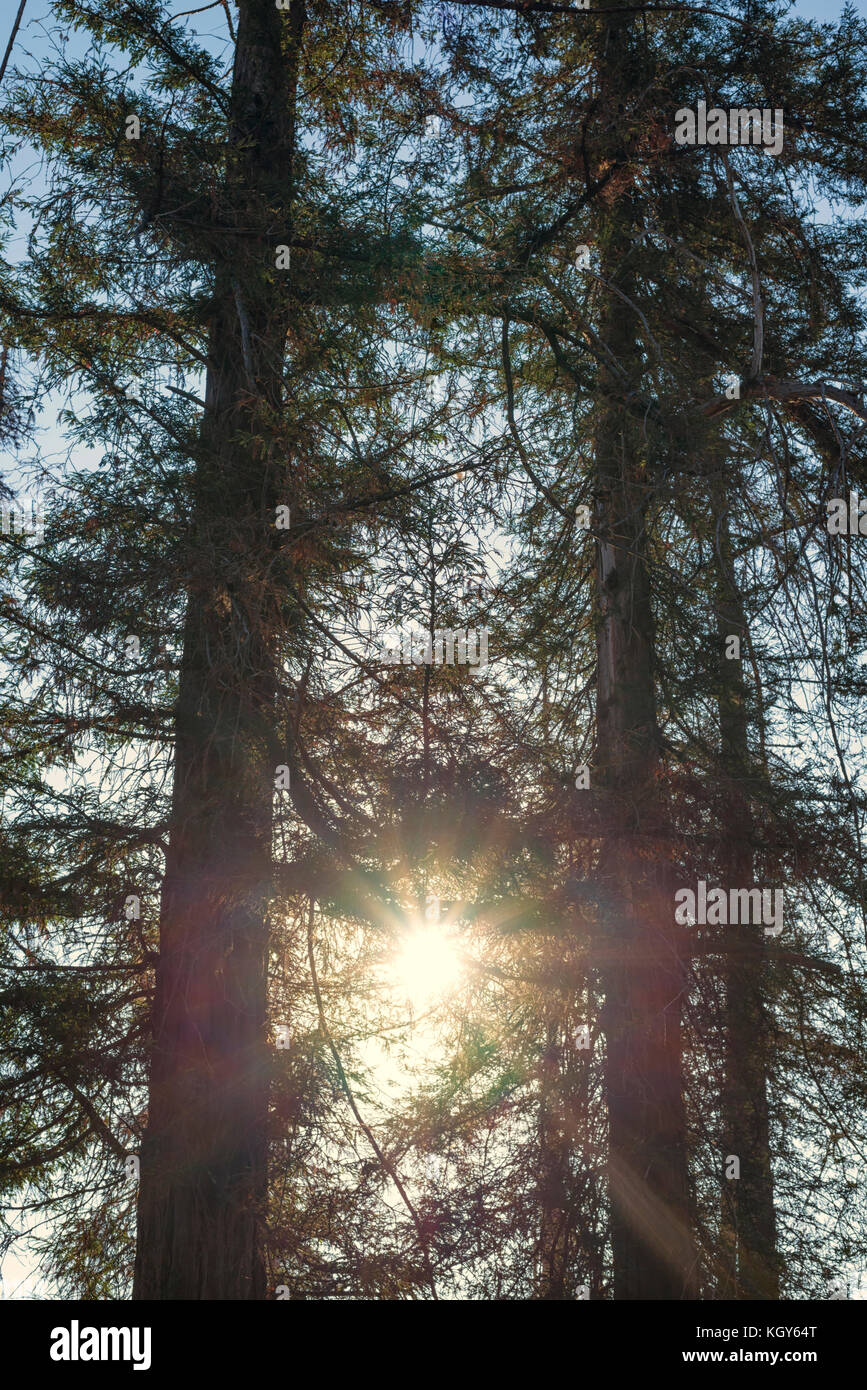 group of pine trees. Stock Photo