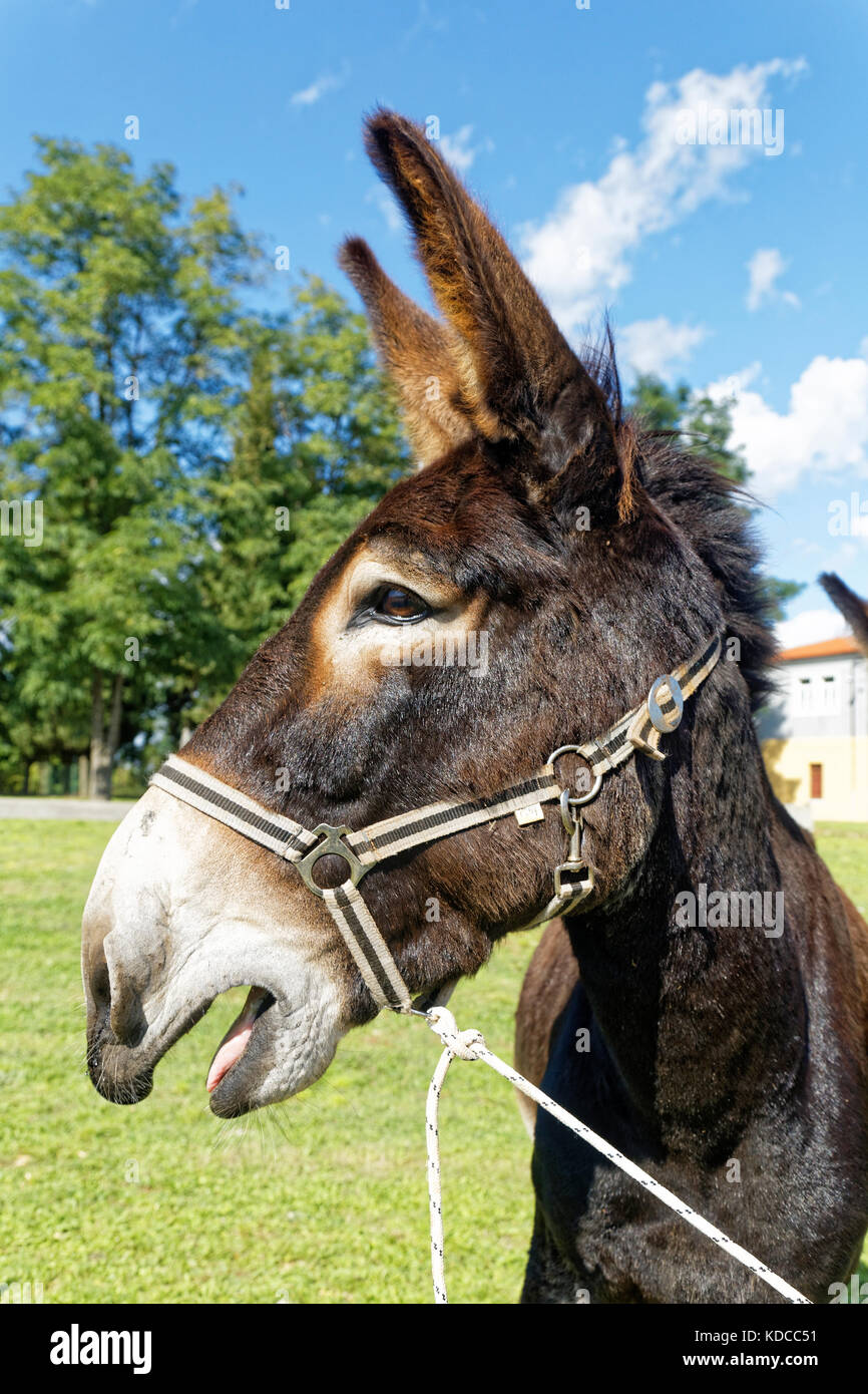 donkey braying Stock Photo