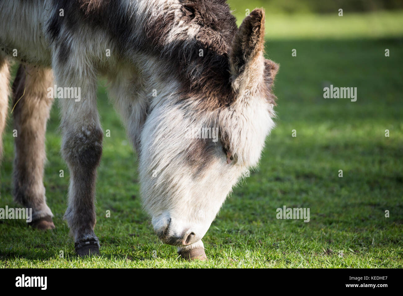 donkey in field Stock Photo