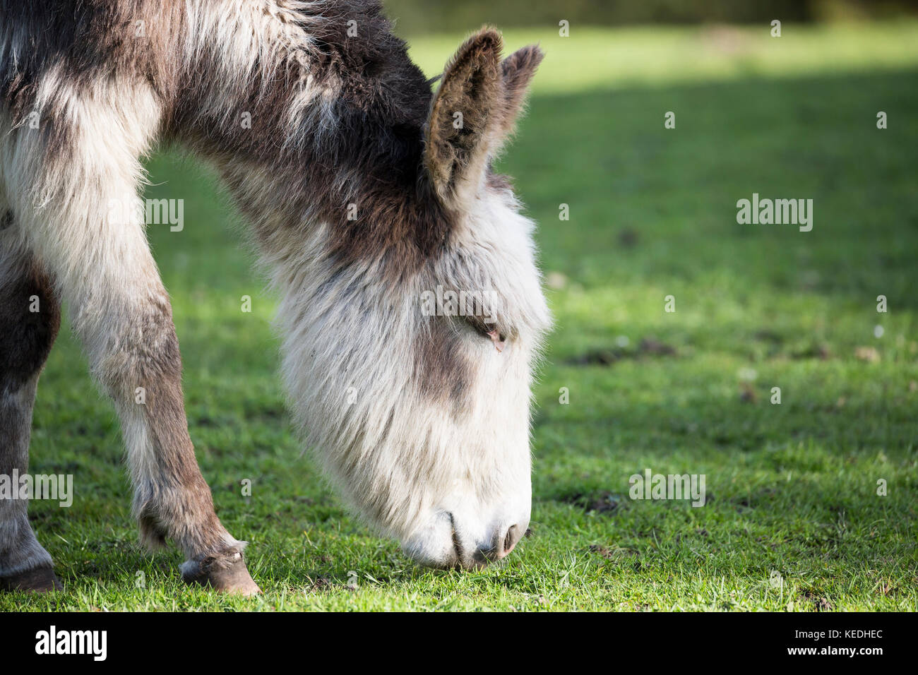 donkey grazing in field Stock Photo