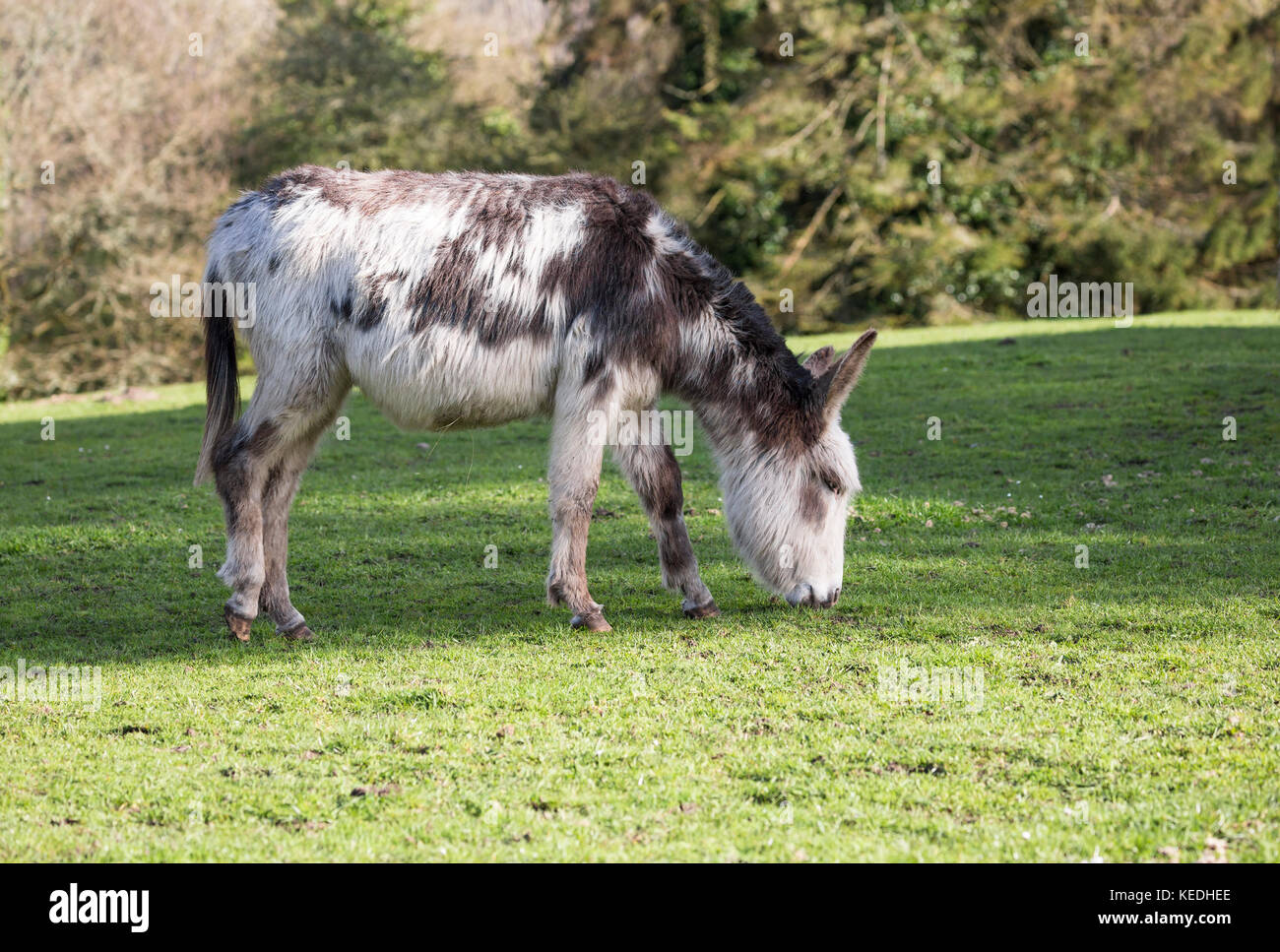 donkey grazing in field Stock Photo