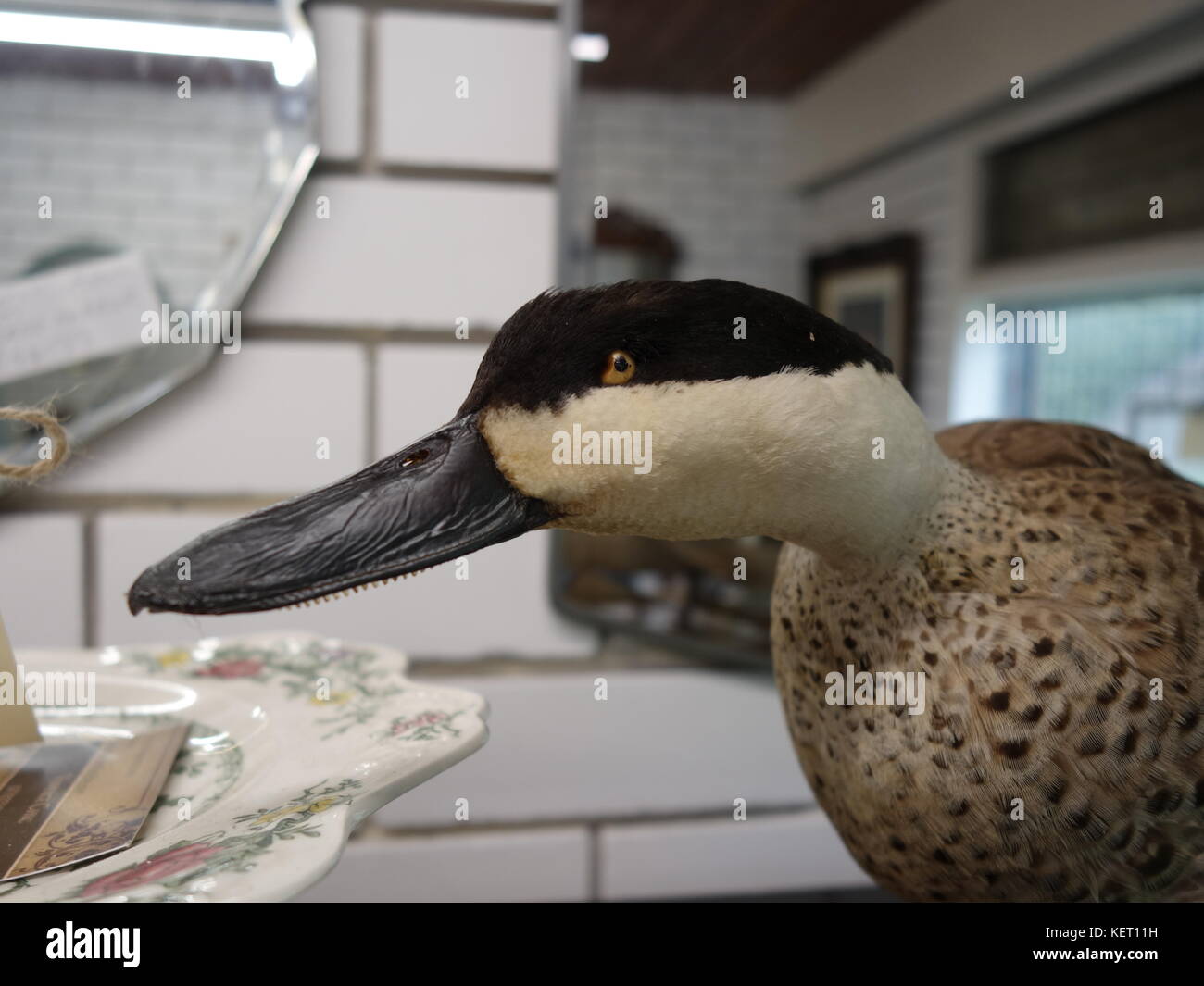 a stuffed duck Stock Photo