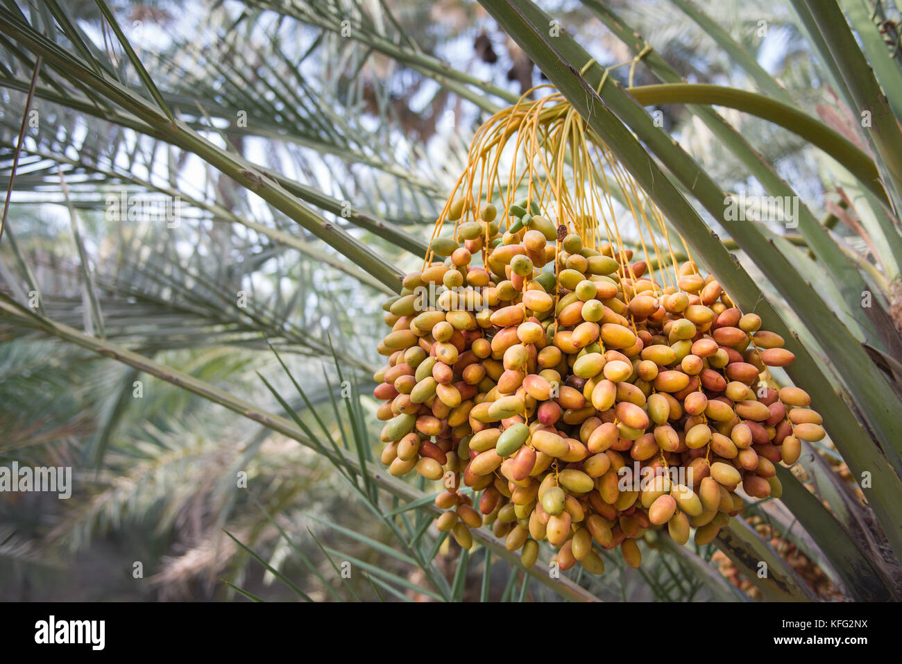 Fresh dates, Al Ain Oasis Stock Photo