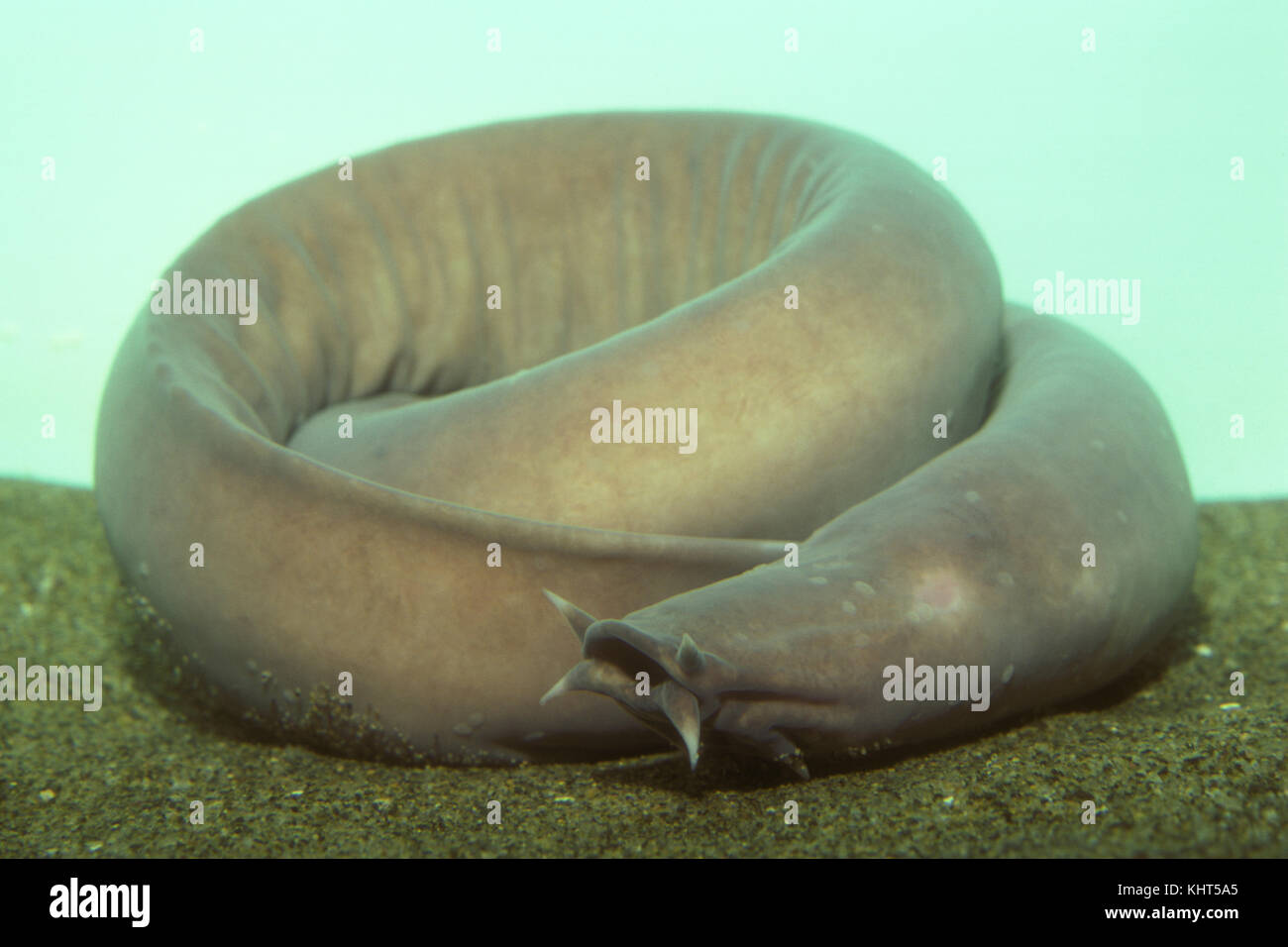 Pacific Hagfish Stock Photo