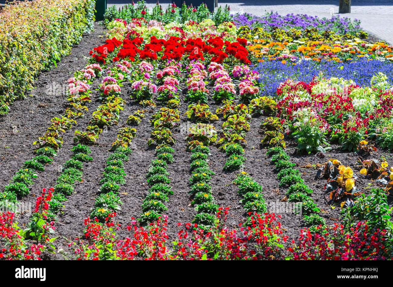 colorful colorful flowerbed Stock Photo