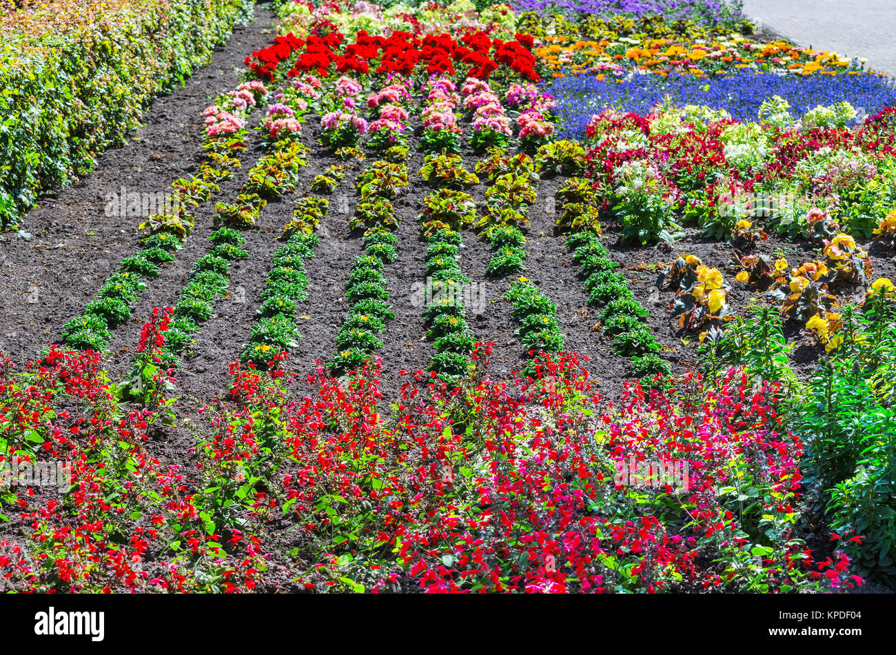 colorful colorful flowerbed Stock Photo