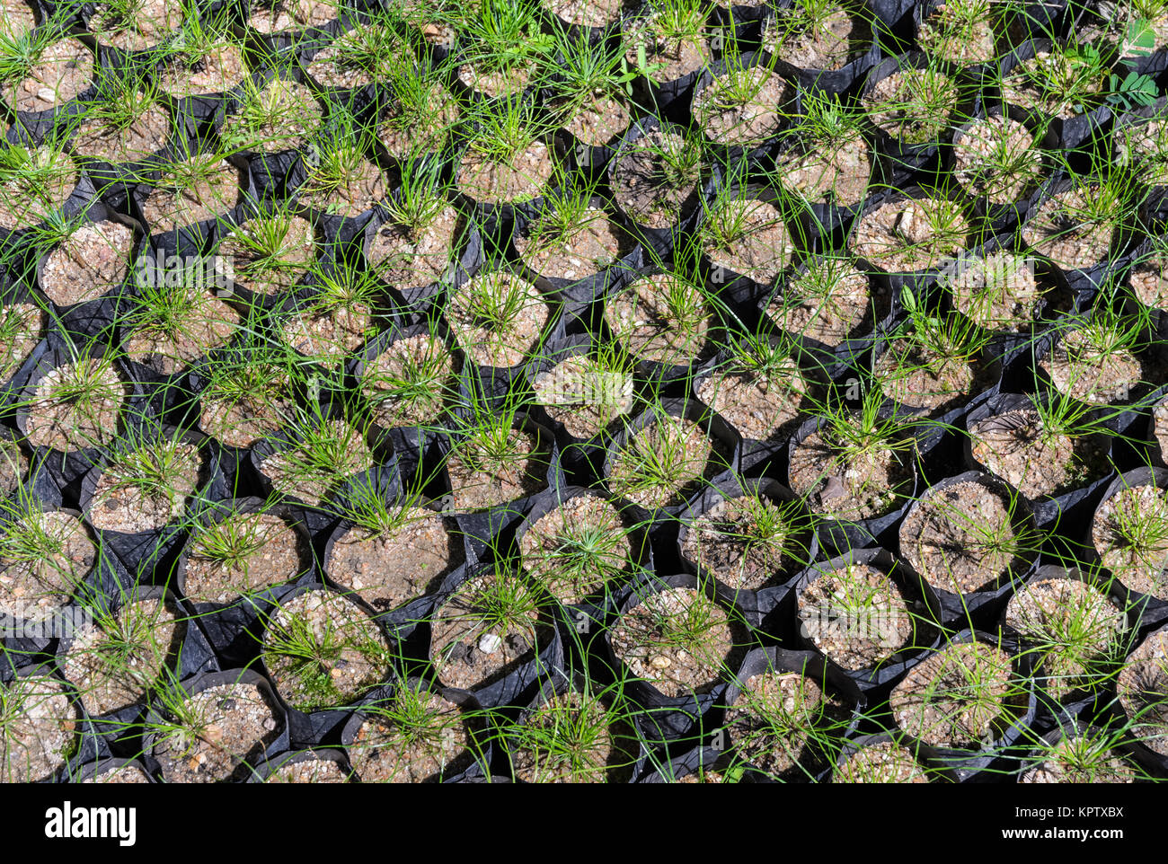 Pine tree seedlings Stock Photo