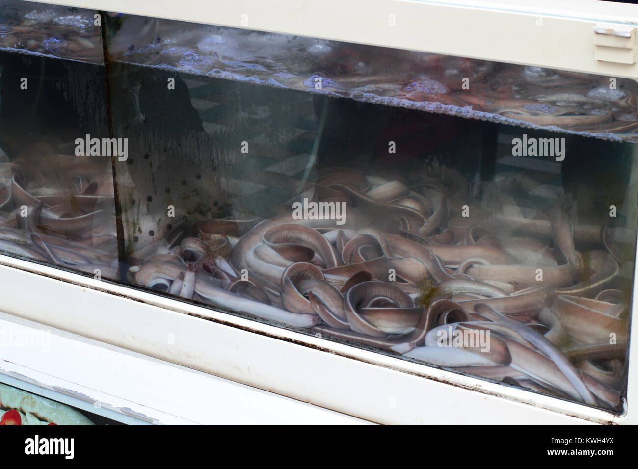 Hagfish in aquarium Stock Photo