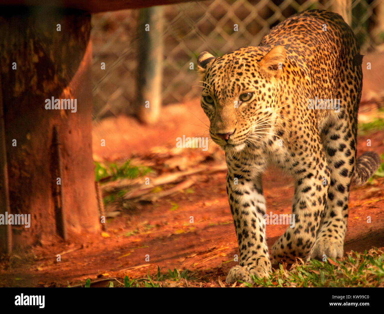 Leopard at Trivandrum zoo Stock Photo