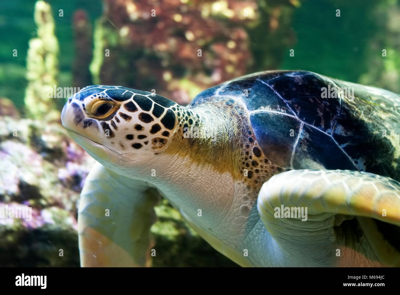 sea turtle close up Stock Photo