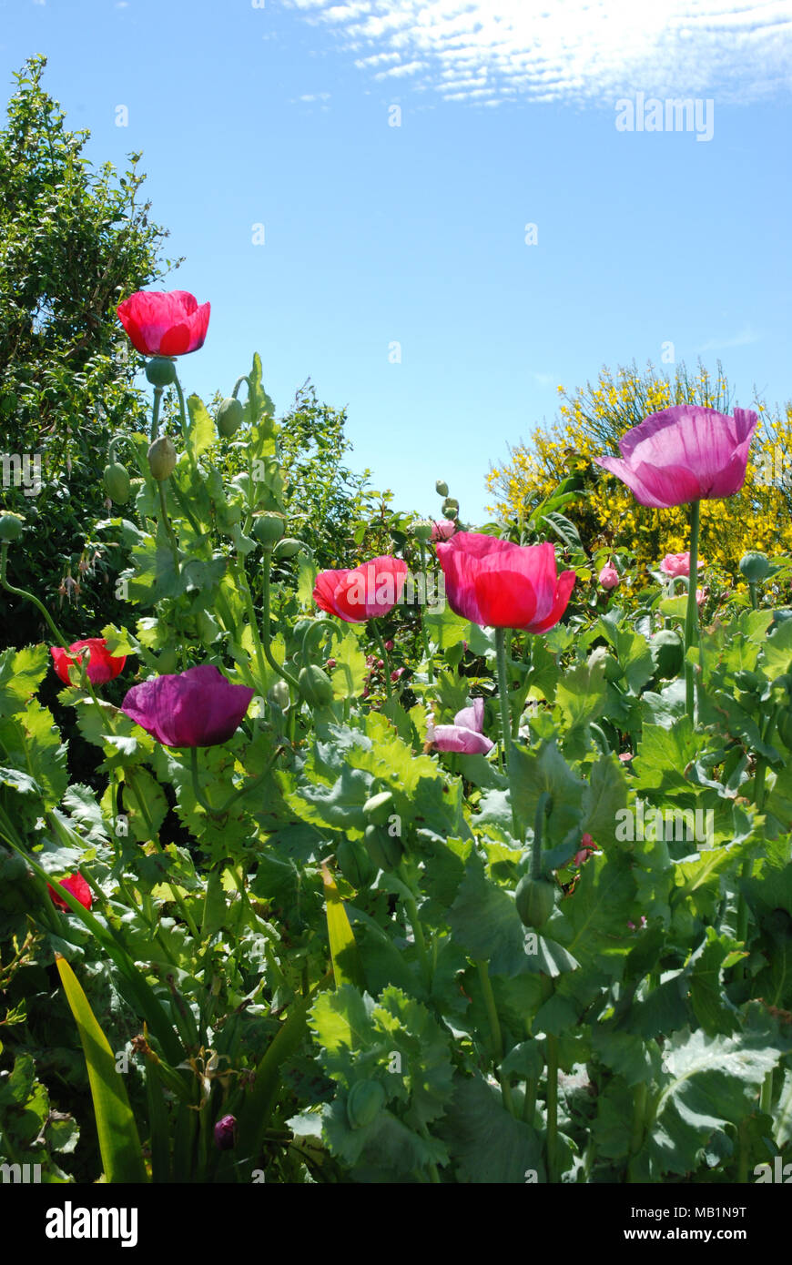 scarlet and purple poppies Stock Photo