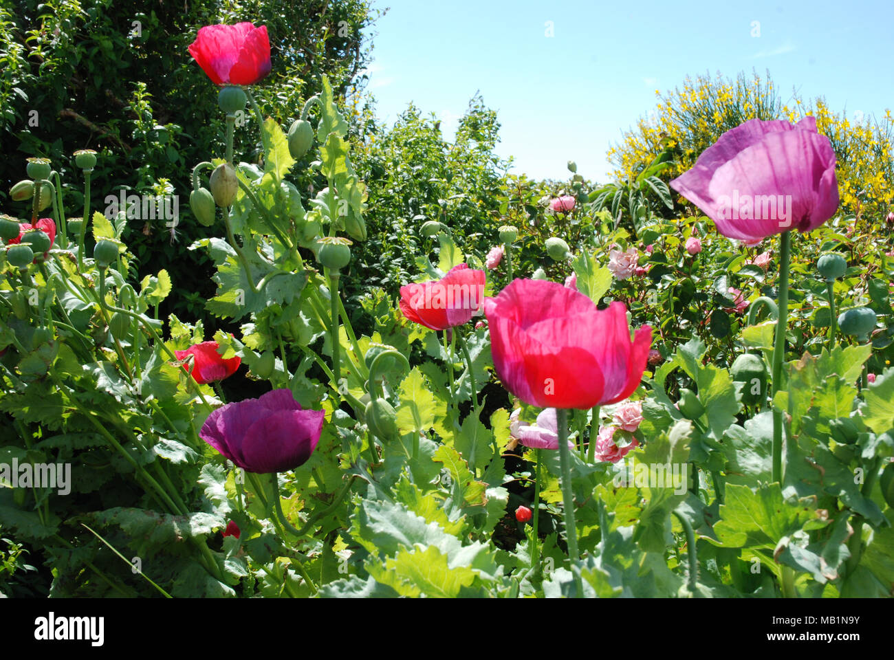 scarlet and purple poppies Stock Photo