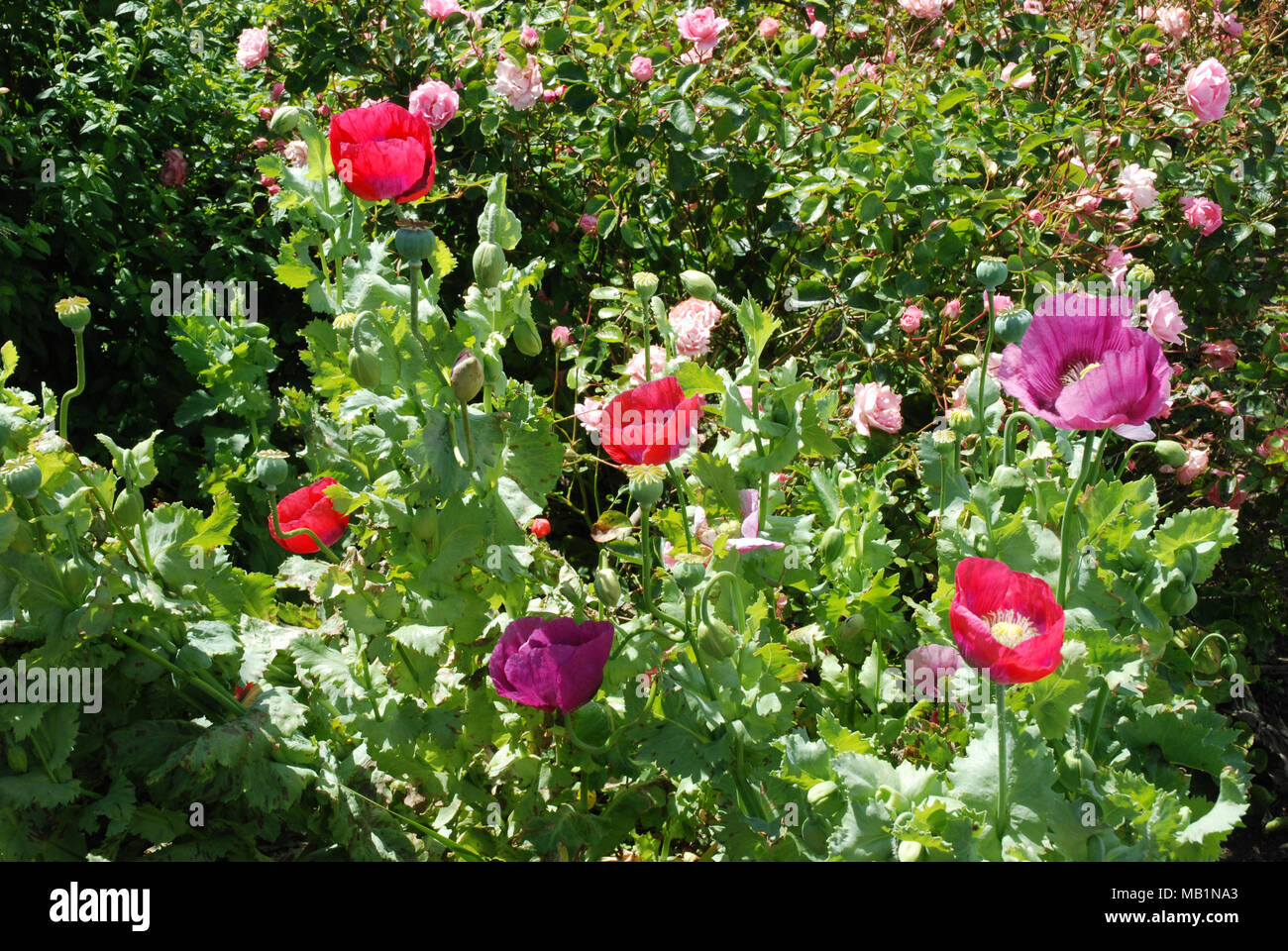 scarlet and purple poppies Stock Photo