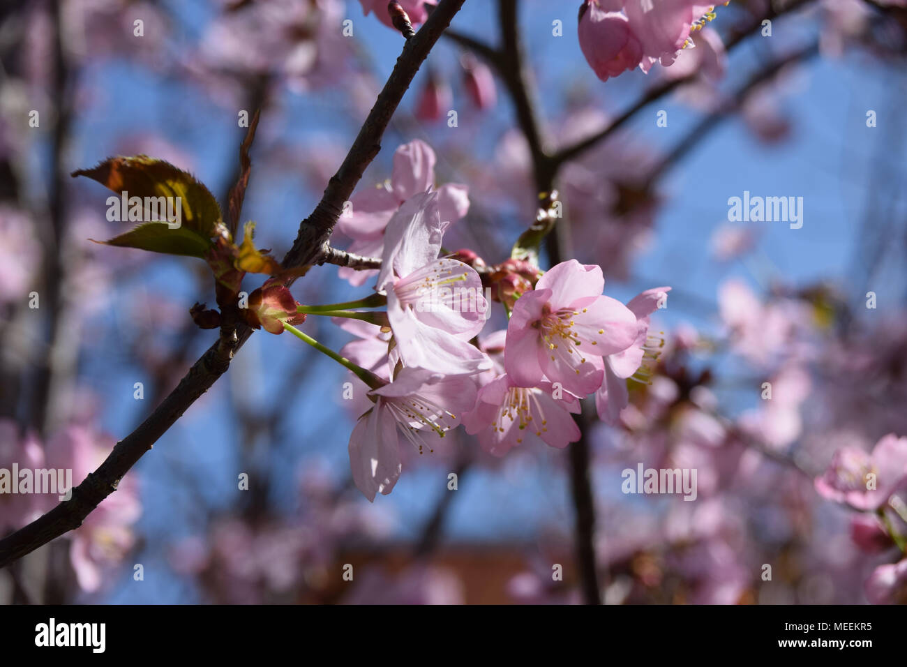 salmon pink flowering Japanese flowering cherry, Prunus Subhirtella Autumnalis Rosea Stock Photo