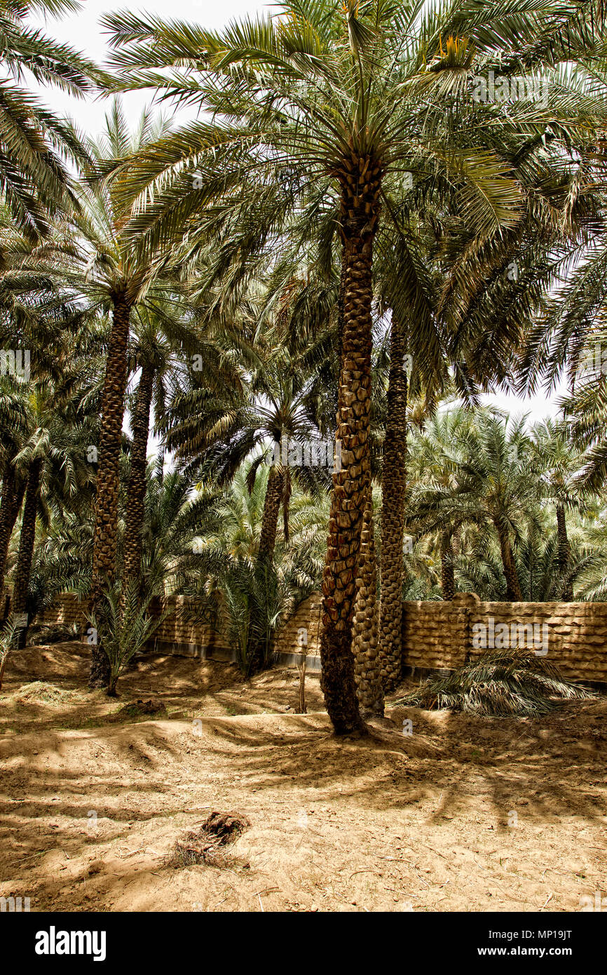 Abu Dhabi - Al Ain Oasis. Stock Photo