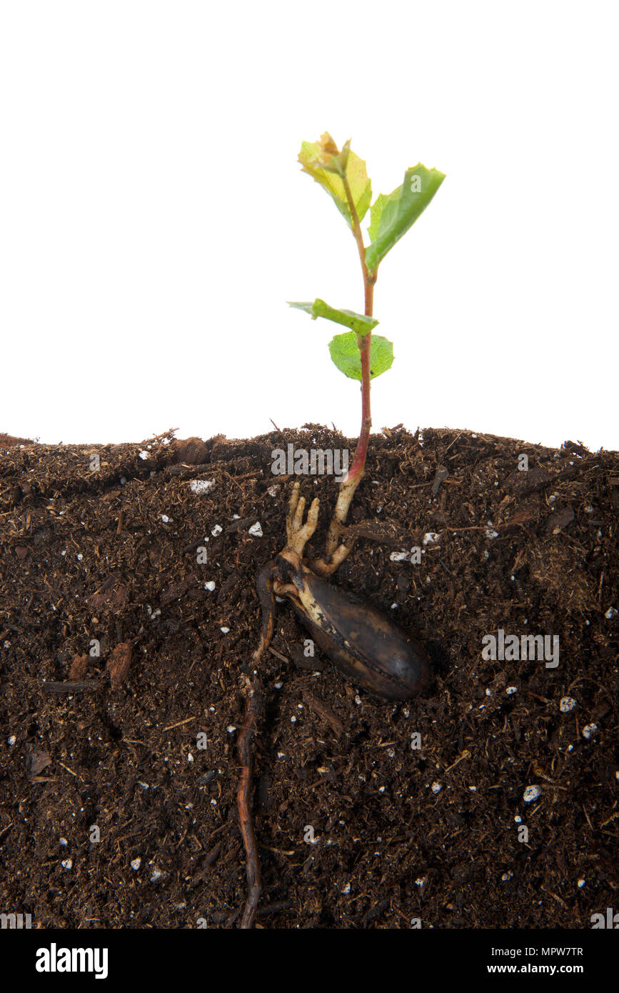 Oak tree sapling recently sprouted from seed, seed still attached. Cross section view above and below ground, top section isolated on white. Stock Photo