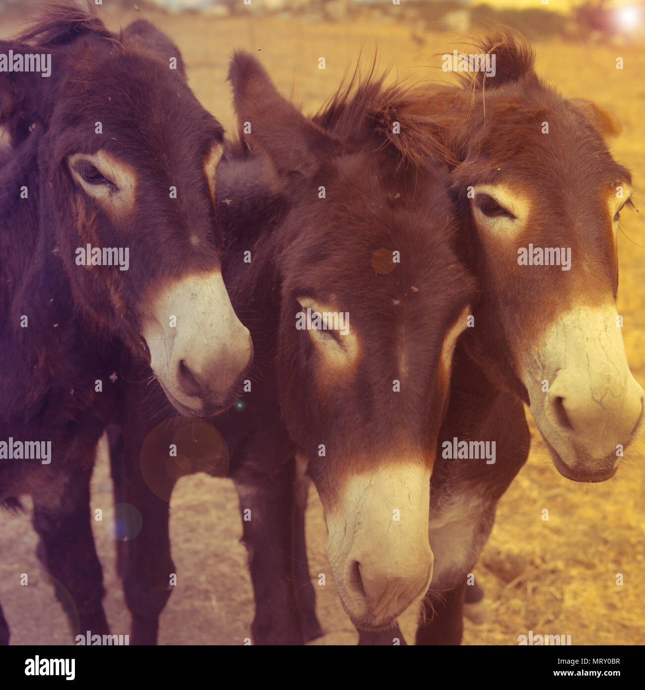 Close-up of Three Donkeys Stock Photo