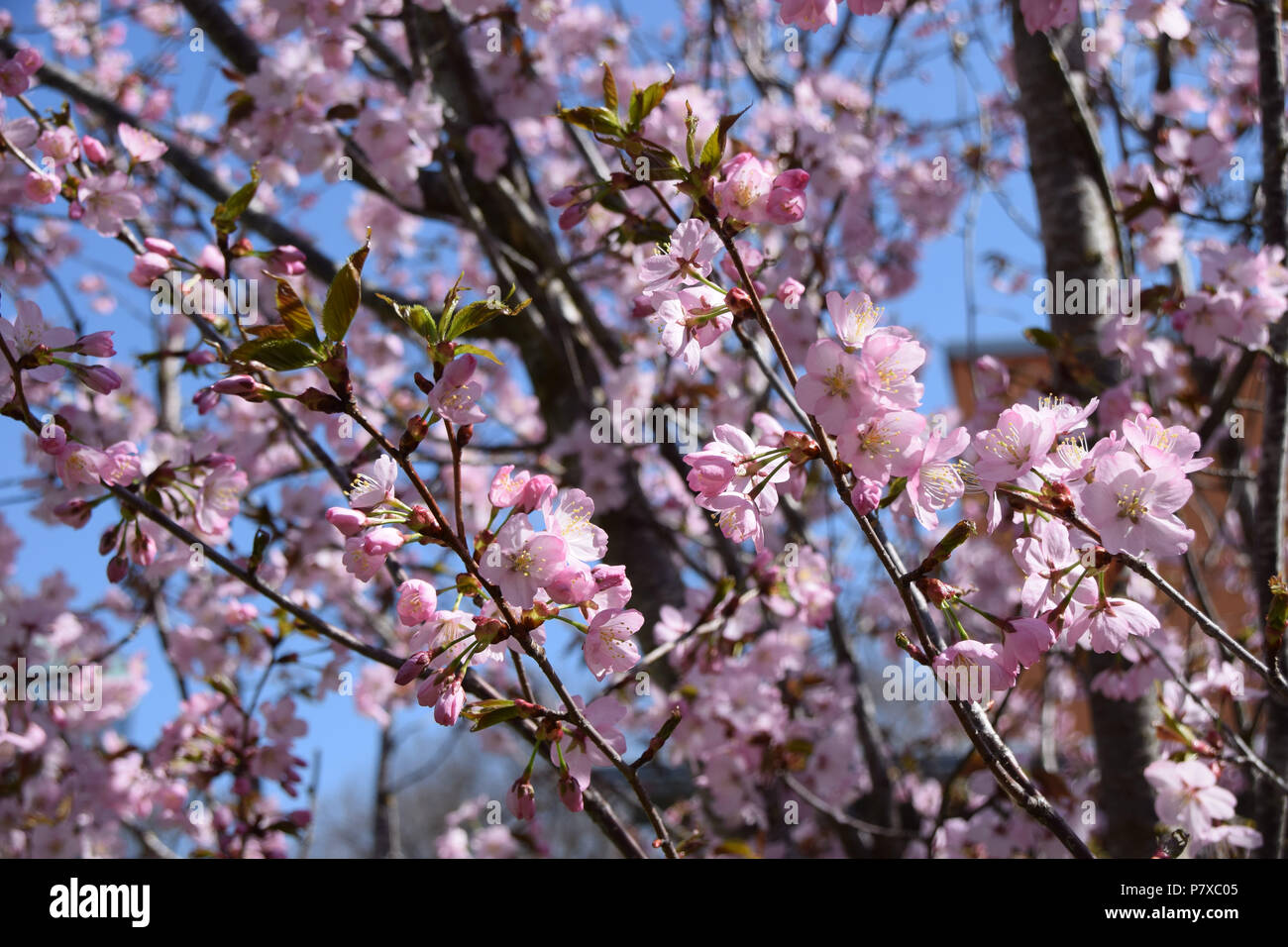 detail shot of cherry blossoms on a tree, tender scene with pink and fragile blossoming cherry flowers Stock Photo