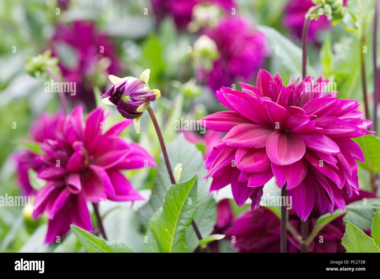 Dahlia 'Thomas A. Edison' flowers. Stock Photo