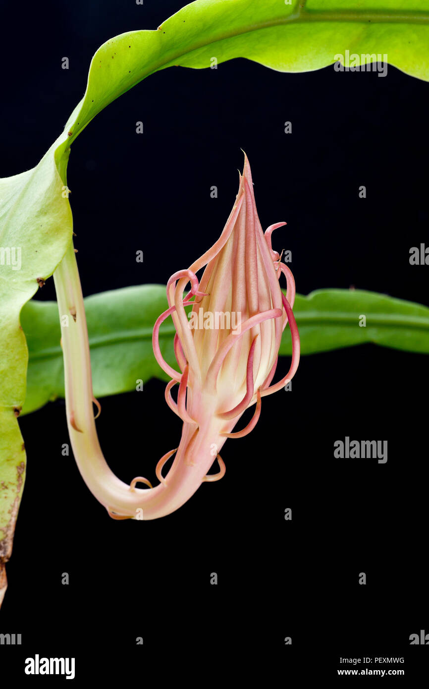 Queen of the Night, Epiphyllum oxypetalum, Dutchman’s Pipe Cactus, Night blooming Cereus in flower bud. Stock Photo