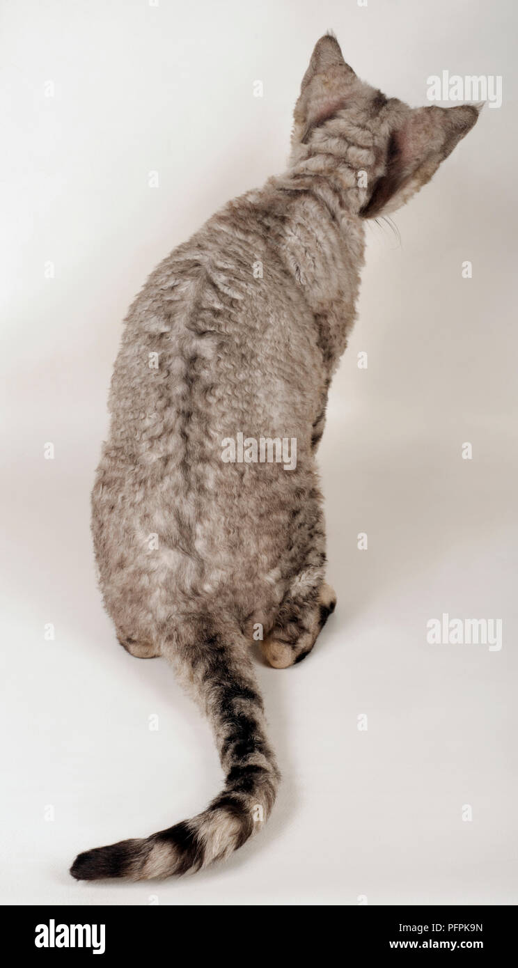 Devon Rex cat Stock Photo