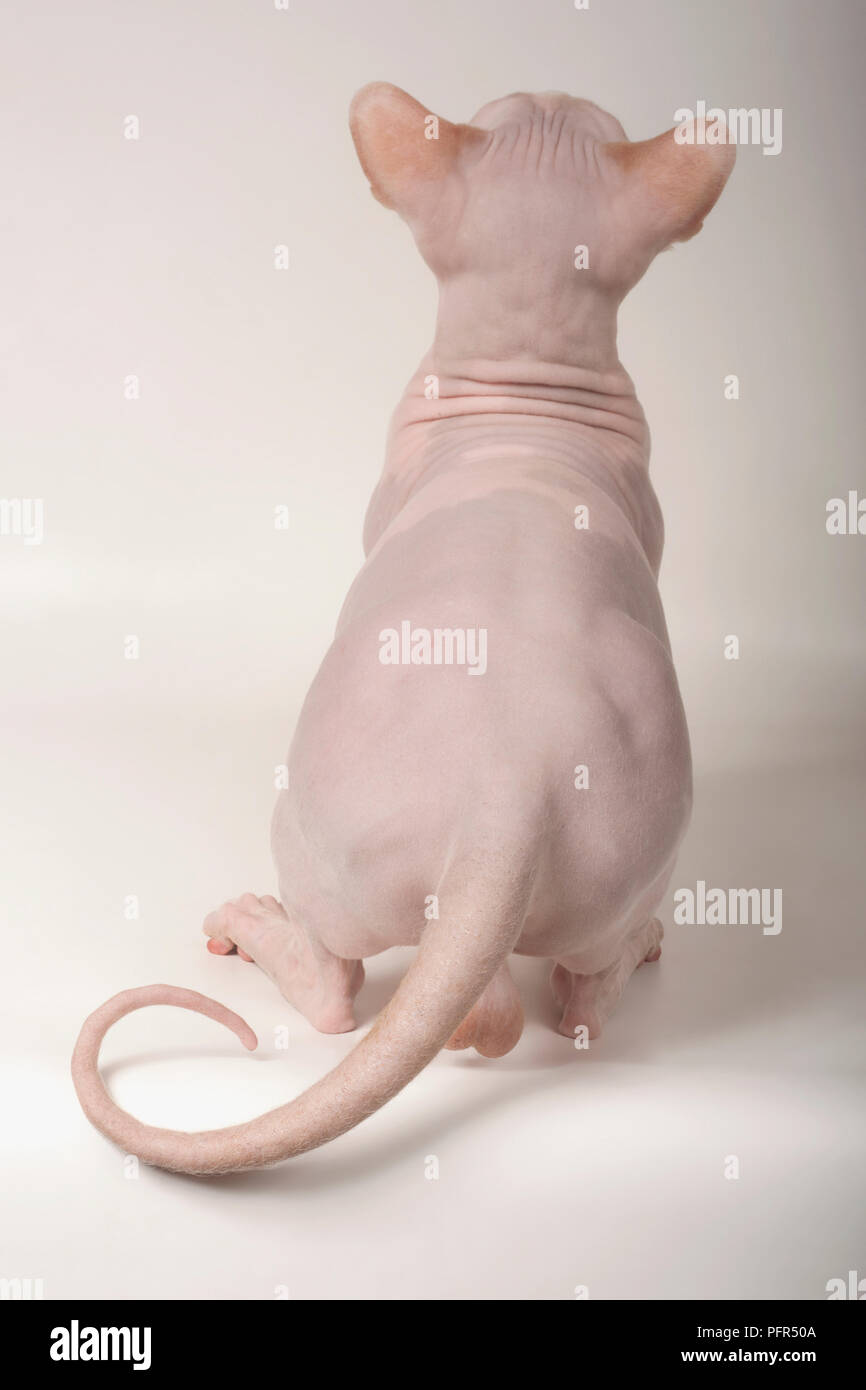 Bambino hairless cat Stock Photo