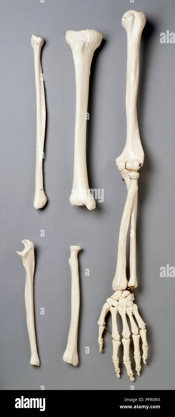 Human arm bones Stock Photo