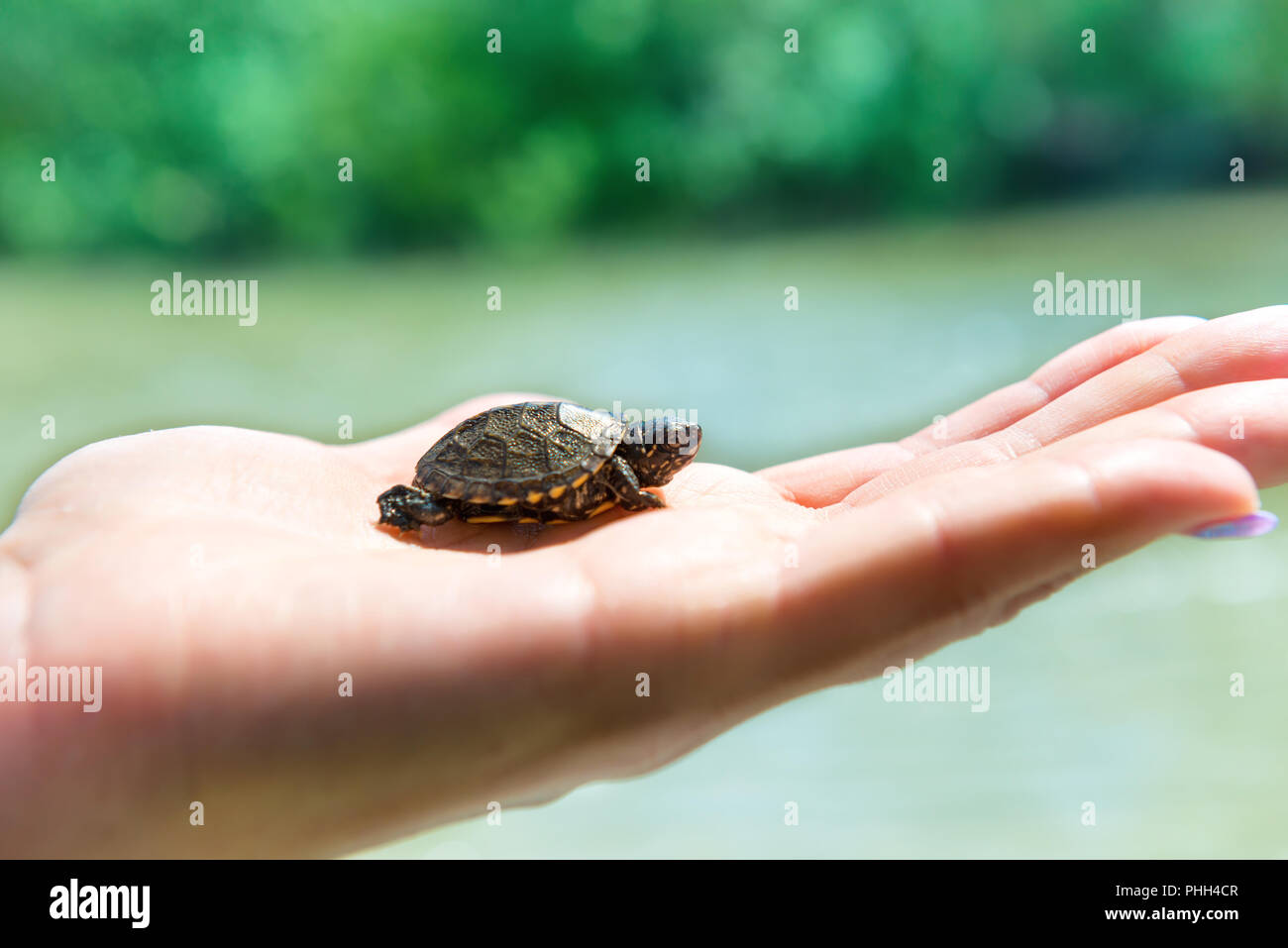 Small sea turtle Stock Photo